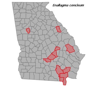 Enallagma concisum
(Cherry Bluet) Enallagma concisum
(Cherry Bluet)